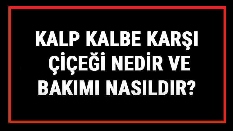 Kalp Kalbe Karşı Çiçeği Nedir Ve Bakımı Nasıldır Kalp Kalbe Karşı Çiçeği Anlamı, Özellikleri, Faydaları Ve Yetiştiriciliği