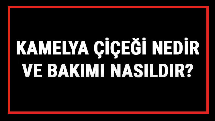 Kamelya Çiçeği Nedir Ve Bakımı Nasıldır Kamelya Çiçeği Anlamı, Özellikleri, Faydaları Ve Yetiştiriciliği