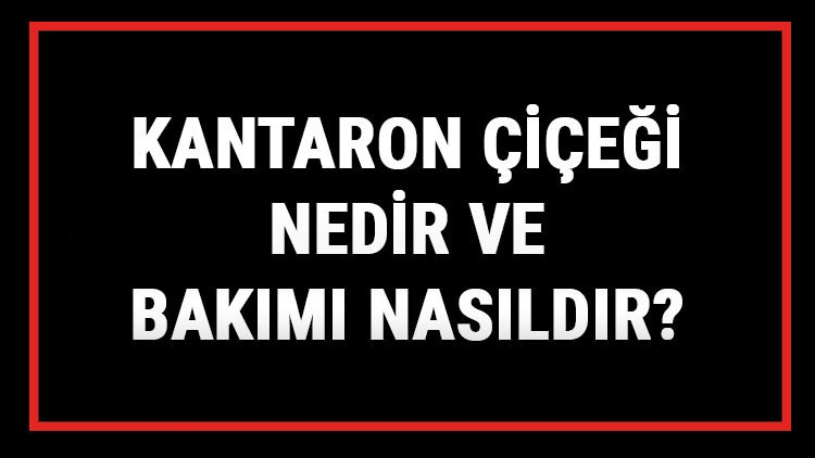 Kantaron Çiçeği Nedir Ve Bakımı Nasıldır Kantaron Çiçeği Anlamı, Özellikleri, Faydaları Ve Yetiştiriciliği