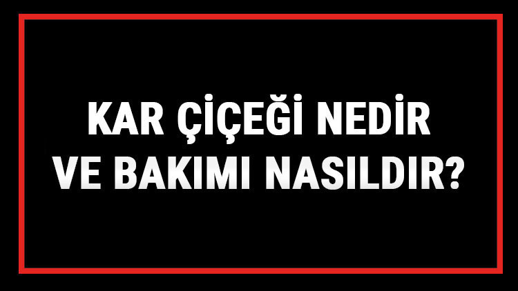 Kar Çiçeği Nedir Ve Bakımı Nasıldır Kar Çiçeği Anlamı, Özellikleri, Faydaları Ve Yetiştiriciliği Kar Çiçeği Nedir Ve Bakımı Nasıldır Kar Çiçeği Anlamı, Özellikleri, Faydaları Ve Yetiştiriciliği