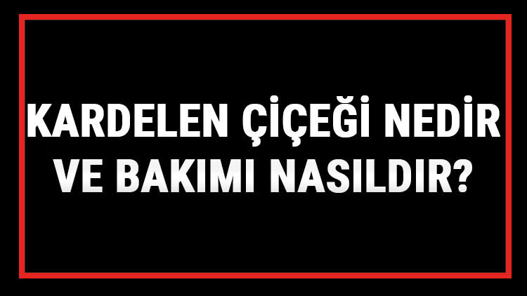 Kardelen Çiçeği Nedir Ve Bakımı Nasıldır Kardelen Çiçeği Anlamı, Özellikleri, Faydaları Ve Yetiştiriciliği