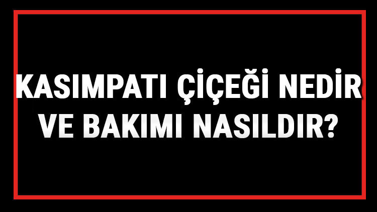 Kasımpatı Çiçeği Nedir Ve Bakımı Nasıldır Kasımpatı Çiçeği Anlamı, Özellikleri, Faydaları Ve Yetiştiriciliği Kasımpatı Çiçeği Nedir Ve Bakımı Nasıldır Kasımpatı Çiçeği Anlamı, Özellikleri, Faydaları Ve Yetiştiriciliği