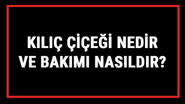 Kılıç Çiçeği Nedir Ve Bakımı Nasıldır Kılıç Çiçeği Anlamı, Özellikleri, Faydaları Ve Yetiştiriciliği Kılıç Çiçeği Nedir Ve Bakımı Nasıldır Kılıç Çiçeği Anlamı, Özellikleri, Faydaları Ve Yetiştiriciliği