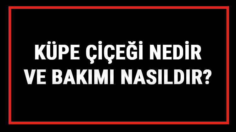 Küpe Çiçeği Nedir Ve Bakımı Nasıldır Küpeli Çiçeği Anlamı, Özellikleri, Faydaları Ve Yetiştiriciliği