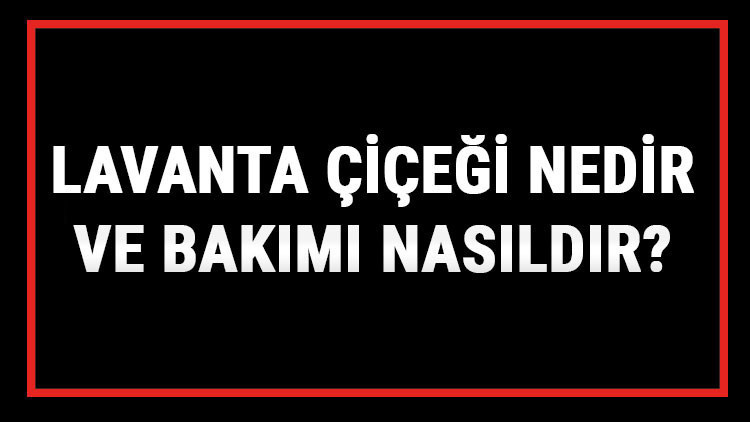 Lavanta Çiçeği Nedir Ve Bakımı Nasıldır Lavanta Çiçeği Anlamı, Özellikleri, Faydaları Ve Yetiştiriciliği
