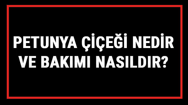 Petunya Çiçeği Nedir Ve Bakımı Nasıldır Petunya Çiçeği Anlamı, Özellikleri, Faydaları Ve Yetiştiriciliği