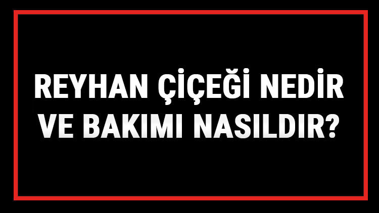 Reyhan Çiçeği Nedir Ve Bakımı Nasıldır Reyhan Çiçeği Anlamı, Özellikleri, Faydaları Ve Yetiştiriciliği