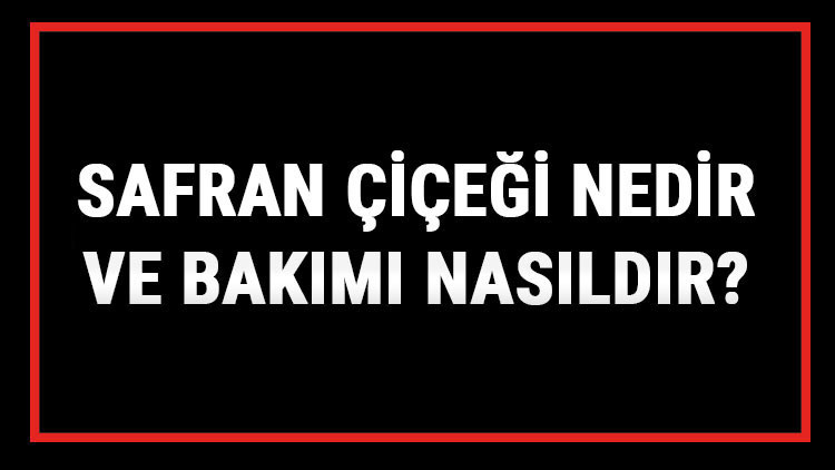Safran Çiçeği Nedir Ve Bakımı Nasıldır Safran Çiçeği Anlamı, Özellikleri, Faydaları Ve Yetiştiriciliği Safran Çiçeği Nedir Ve Bakımı Nasıldır Safran Çiçeği Anlamı, Özellikleri, Faydaları Ve Yetiştiriciliği
