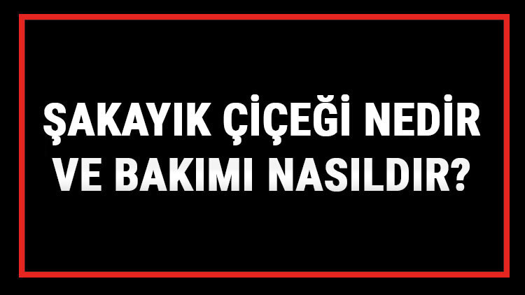 Şakayık Çiçeği Nedir Ve Bakımı Nasıldır Şakayık Çiçeği Anlamı, Özellikleri, Faydaları Ve Yetiştiriciliği Şakayık Çiçeği Nedir Ve Bakımı Nasıldır Şakayık Çiçeği Anlamı, Özellikleri, Faydaları Ve Yetiştiriciliği