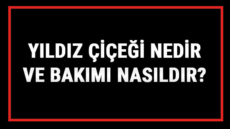 Yıldız Çiçeği Nedir Ve Bakımı Nasıldır Yıldız (Dalya) Çiçeği Anlamı, Özellikleri, Faydaları Ve Yetiştiriciliği