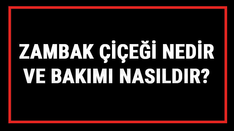 Zambak Çiçeği Nedir Ve Bakımı Nasıldır Zambak Çiçeği Anlamı, Özellikleri, Faydaları Ve Yetiştiriciliği