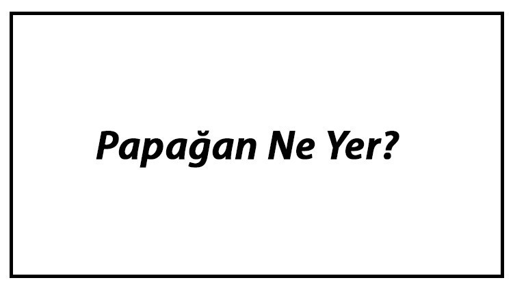 Papağan Ne Yer Papağanlar Nasıl Beslenir Ve En Çok Sevdiği Besinler Neler