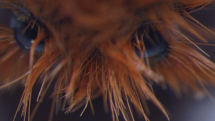 Elazığda tesadüfen keşfedildi Hayranlık uyandırıyor