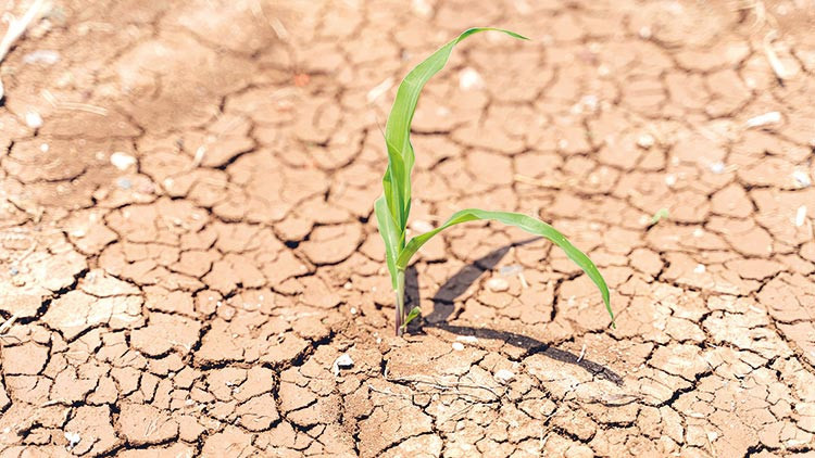 Tarımsal kuraklık tehlikesi