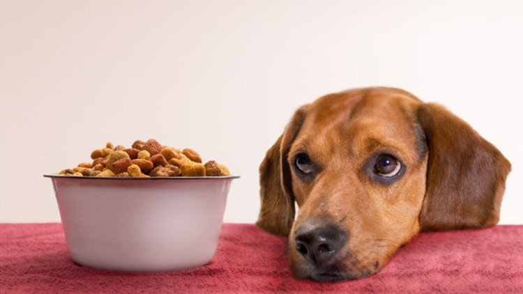 Köpeklerini vegan besleyen çifte ceza Hayvanlar için zararlı mı