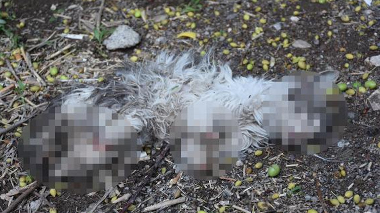 Sivasta vahşet Kayıp kedisini patileri ve kuyruğu kesik halde ölü buldu