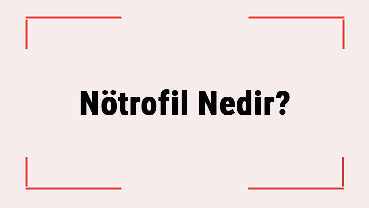 Nötrofil Nedir Nötrofil Yüksekliği Ve Düşüklüğü Nedir Normal Değeri Kaç Olmalı