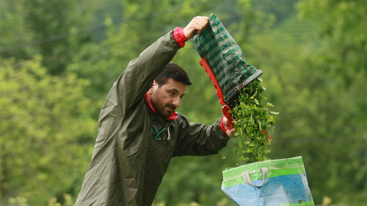 Davut Güloğlu köyünde çay toplayıp, stres atıyor