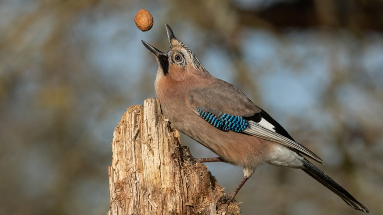 Bu haberden sonra kimse kimseye ‘kuş beyinli’ diye hakaret edemeyecek