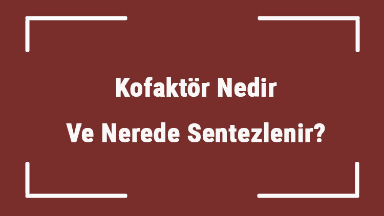 Kofaktör Nedir Ve Nerede Sentezlenir Kofaktör Organik Midir İnorganik Midir