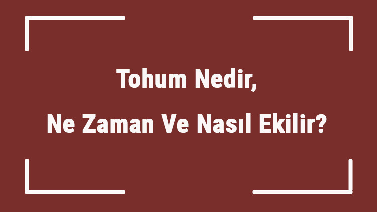 Tohum Nedir, Ne Zaman Ve Nasıl Ekilir Tohum Nasıl Ve Ne Zaman Çimlenir Tohum Nedir, Ne Zaman Ve Nasıl Ekilir Tohum Nasıl Ve Ne Zaman Çimlenir