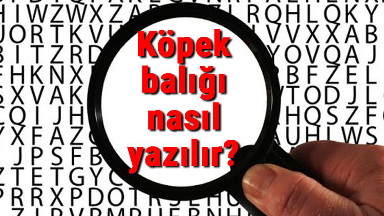 Köpek balığı nasıl yazılır TDKya göre bitişik mi ayrı mı yazılır Köpek balığı yazımı Köpek balığı nasıl yazılır TDKya göre bitişik mi ayrı mı yazılır Köpek balığı yazımı