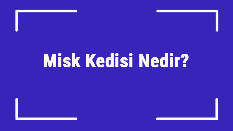Sfenks Kedisi (Mısır Kedisi) Nedir Sfenks (Firavun) Kedisinin Özellikleri, Kişiliği Ve Bakımı Nasıldır