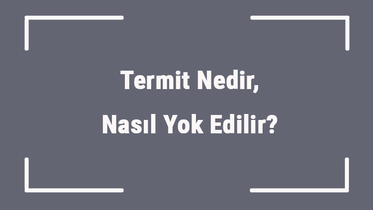 Termit Nedir, Nasıl Yok Edilir Termit İnsana Zarar Verir Mi Termit Nedir, Nasıl Yok Edilir Termit İnsana Zarar Verir Mi