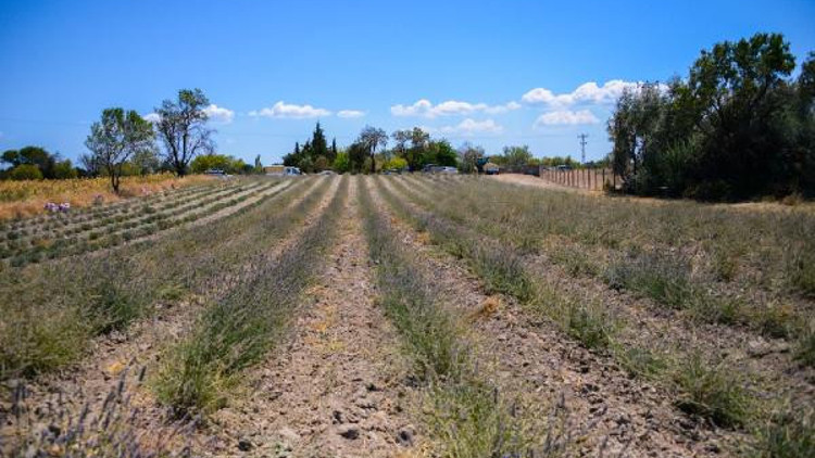Gelibolu Tarihi Alanı, lavanta bahçesiyle renklendi Gelibolu Tarihi Alanı, lavanta bahçesiyle renklendi