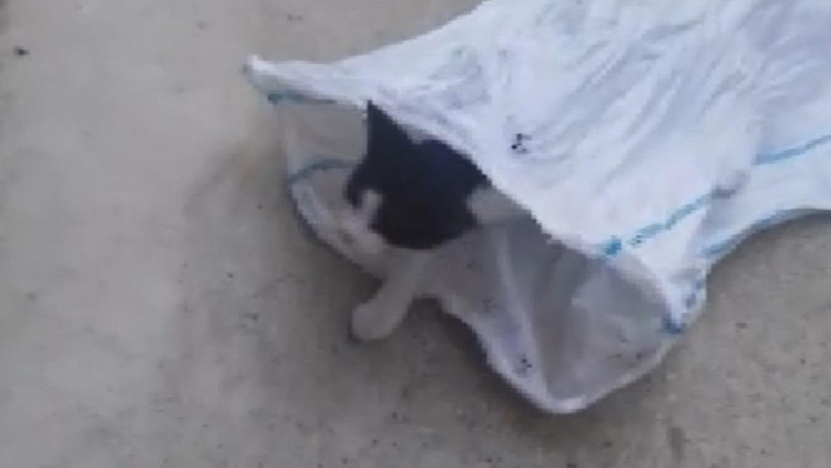 Sultangazide kediyi çuvala koyup evin bahçesine attılar