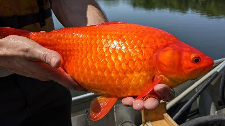 Süs balığı felaketi Heves kaçınca atılıyor, bakın neye yol açıyor...