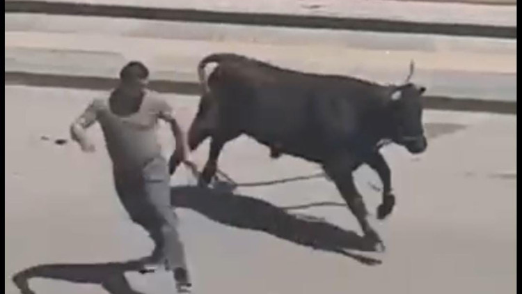 Panik anları Sahibinin elinden kaçan kurbanlık boğa, kafeteryaya girdi