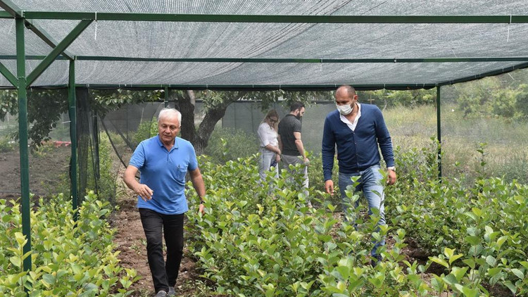 Gölbaşı’nda süper meyve