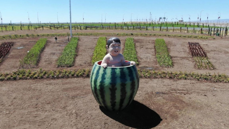 Kavun karpuzla sanat olur mu