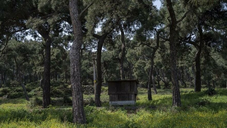 Büyükadada bidon alarmı Büyükadada bidon alarmı