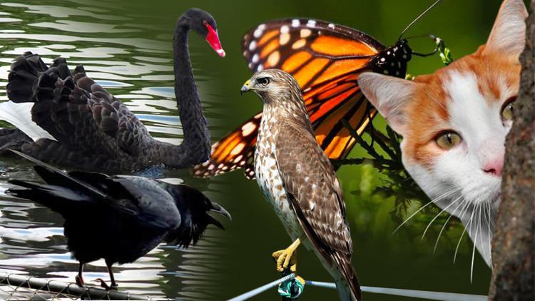 Ekonomide kullanılan hayvan sembolleri ne anlama geliyor