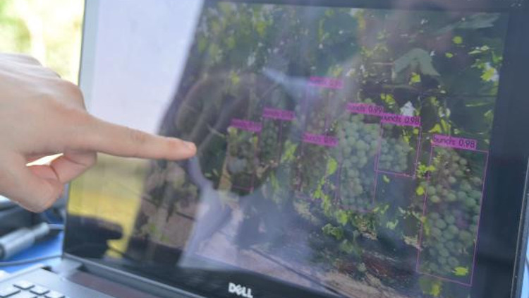 Yapay zekayla bağlardaki rekolte ölçüldü