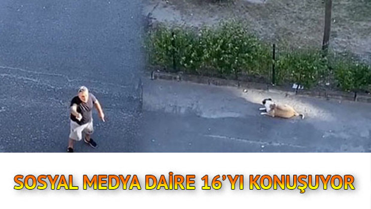 “Daire 16” etiketiyle yapılan paylaşımlar sosyal medya gündeminde... Sokak köpeğine sahip çıkan İbrahim Kaya’ya destek yağıyor