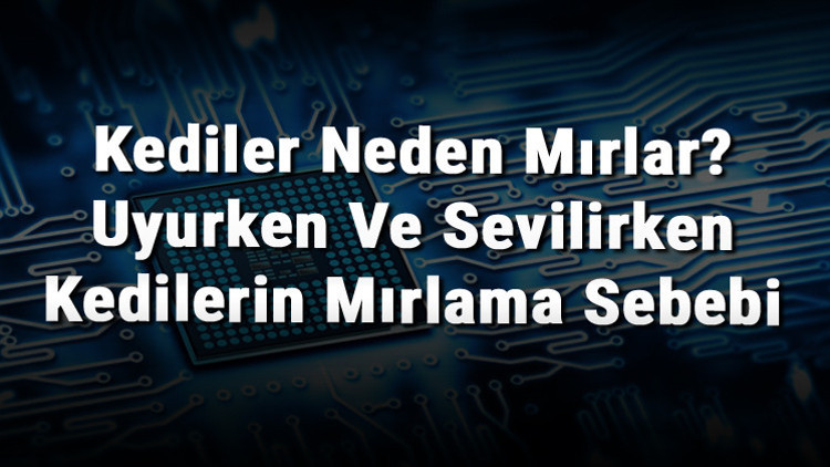 Kediler Neden Mırlar Uyurken Ve Sevilirken Kedilerin Mırlama Sebebi