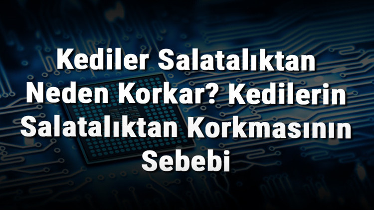 Kediler Salatalıktan Neden Korkar Kedilerin Salatalıktan Korkmasının Sebebi Kediler Salatalıktan Neden Korkar Kedilerin Salatalıktan Korkmasının Sebebi
