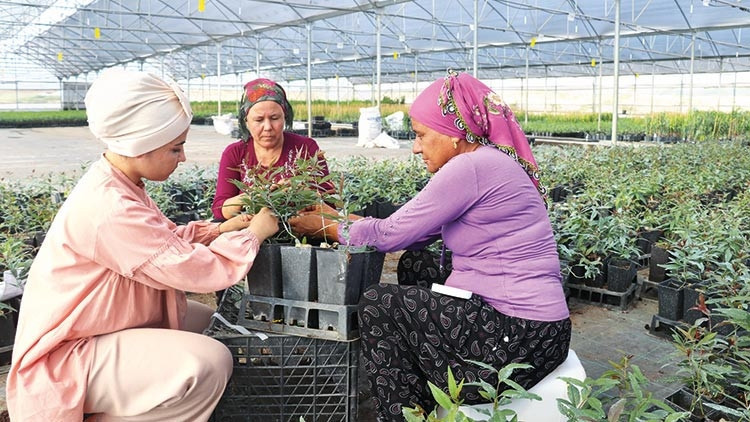 Çukurova’dan 14 ülkeye meyve fidanı Çukurova’dan 14 ülkeye meyve fidanı