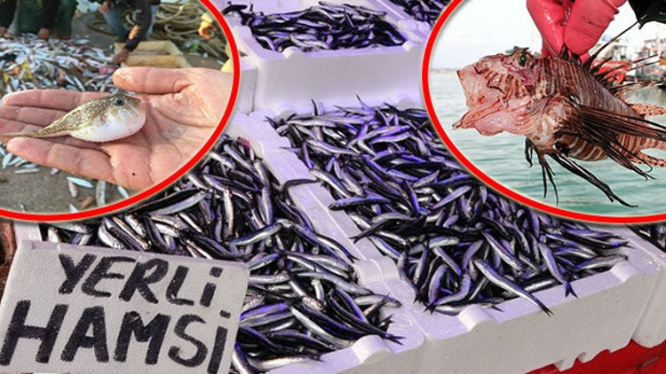 İstilacı türler Marmara ve Karadenizi de tehdit ediyor Yerli balık türleri azalırsa bizi neler bekliyor