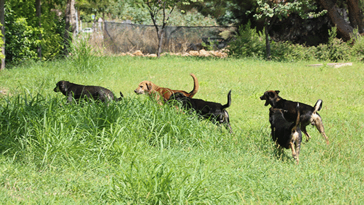 KAMPÜSÜN TADI KAÇTI KAMPÜSÜN TADI KAÇTI