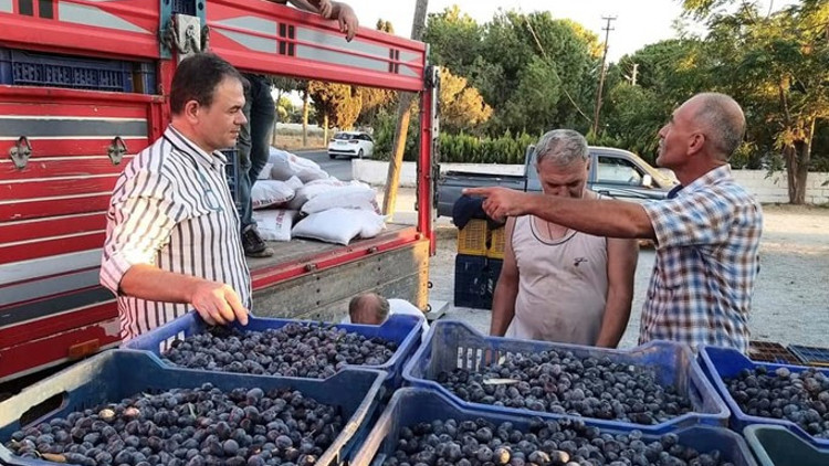 Dane zeytin alımları başladı