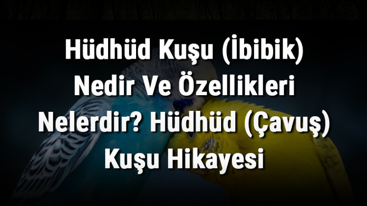 Hüdhüd Kuşu (İbibik) Nedir Ve Özellikleri Nelerdir Hüdhüd (Çavuş) Kuşu Hikayesi