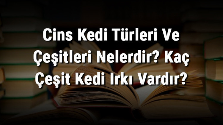 Cins Kedi Türleri Ve Çeşitleri Nelerdir Kaç Çeşit Kedi Irkı Vardır