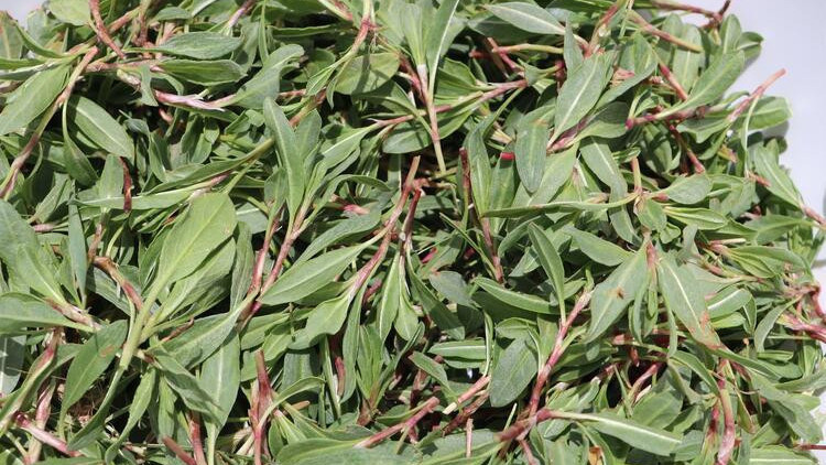 Madımak Faydaları Nelerdir? Madımak Ne İşe Yarar, Hangi Hastalıklara İyi  Gelir? - Mahmure