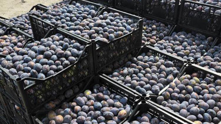 Mürdüm Eriği Faydaları Nelerdir Mürdüm Eriği Ne İşe Yarar, Hangi Hastalıklara İyi Gelir Mürdüm Eriği Faydaları Nelerdir Mürdüm Eriği Ne İşe Yarar, Hangi Hastalıklara İyi Gelir