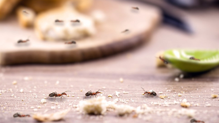 Evdeki karıncalardan nasıl kurtulunur