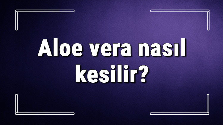 Aloe vera nasıl kesilir Aloe vera yaprağı zarar vermeden nasıl kopartılmalı